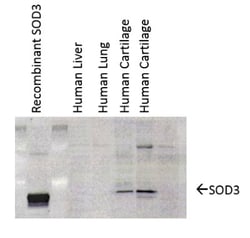 SOD3/EC-SOD Antibody (4GG11G6), Novus Biologicals 0.1 mg | Buy Online | Novus Biologicals | Fisher Scientific